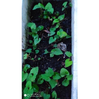 Chế phẩm sinh học BioB 30gam