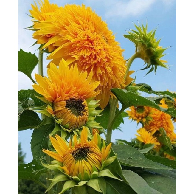 Hạt giống hoa Hướng Dương Gấu - gói 100 hạt