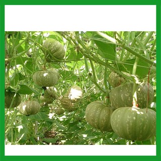 Hạt giống Bí Ngô