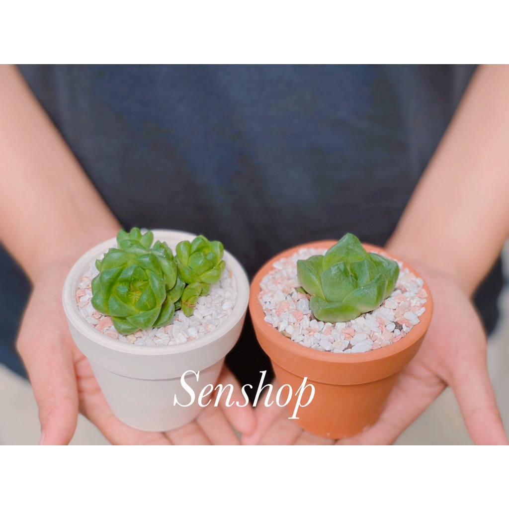 Chậu sen đá, xương rồng mini, cutie...