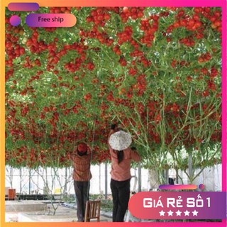 Hạt giống cà chua bạch tuột