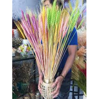 lúa mạch khô ( hoa thật sấy khô) decor, trang trí