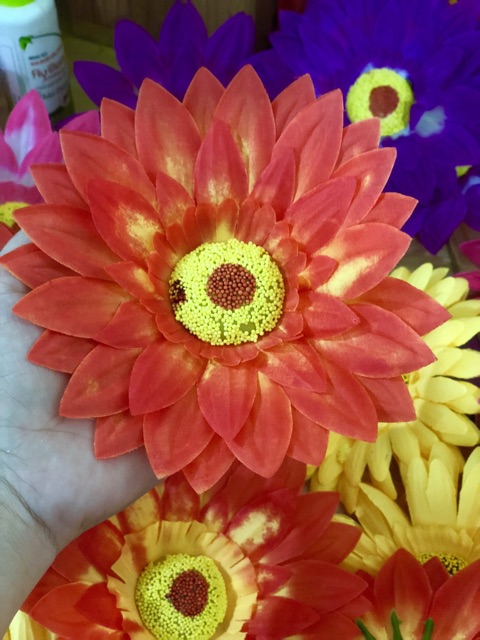 Hoa múa sân trường