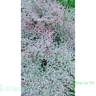 Cây bàng nhật lá cẩm thạch