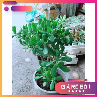 Sen Đá Ngọc Bích Size Lớn