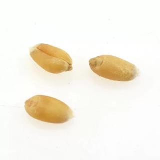 Cỏ mèo-cỏ lúa mạch- quần áo phụ kiện thú cưng