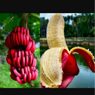 Chuối đỏ giống học viện nông nghiệp việt nam