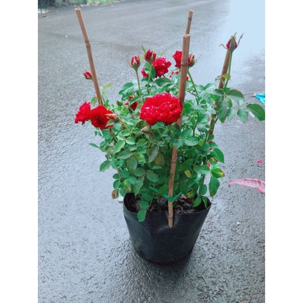 Cây hoa hồng màu đỏ và màu vàng