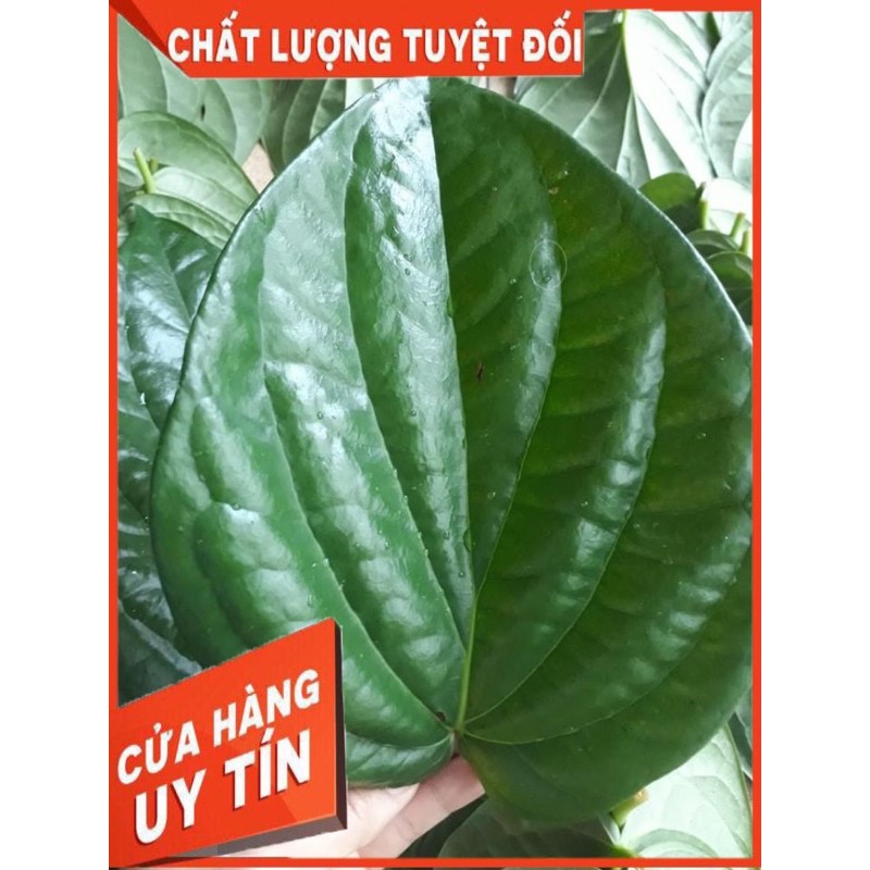 LÁ TRẦU KHÔNG TƯƠI (100g) mua nhiều kèm quà tặng có bán sỉ