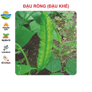 Hạt giống Đậu Rồng 5Gram