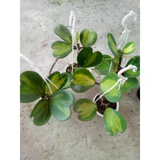 Lan cẩm cù đột biến