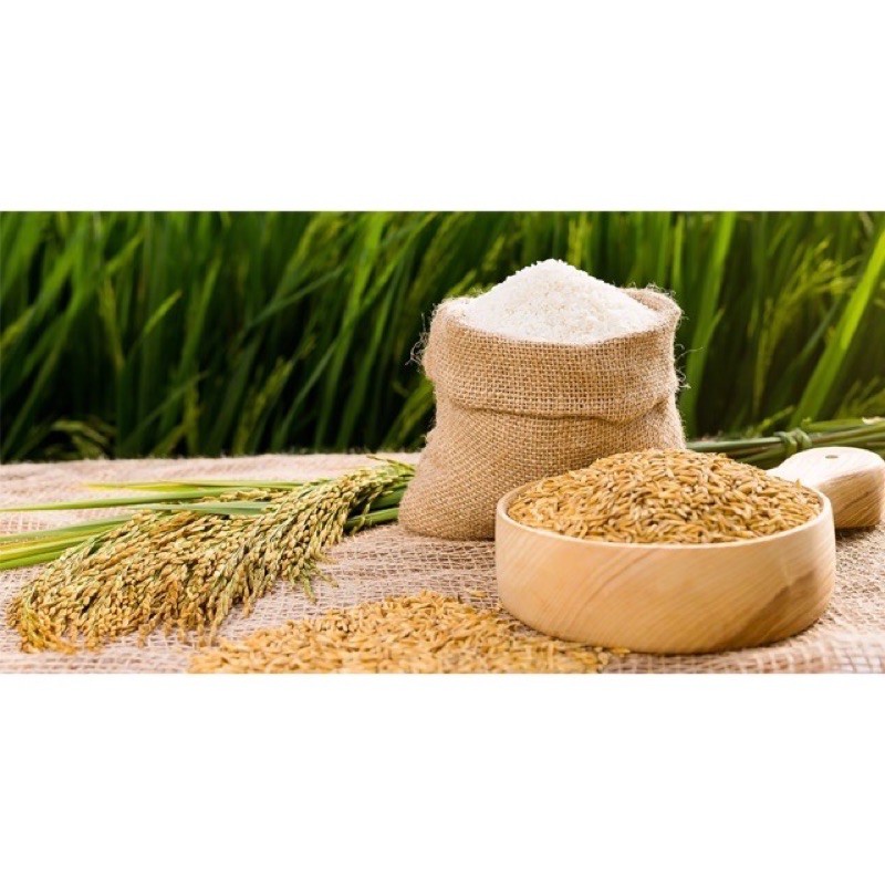 COMBO 5 KG LÚA CHẮC HẠT CHO CHIM /GÀ