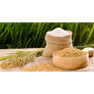 COMBO 5 KG LÚA CHẮC HẠT CHO CHIM /GÀ