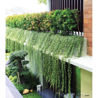 Chậu Cúc Tần Ấn Độ