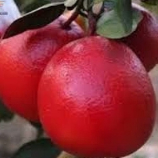 Cây bưởi luận văn giống