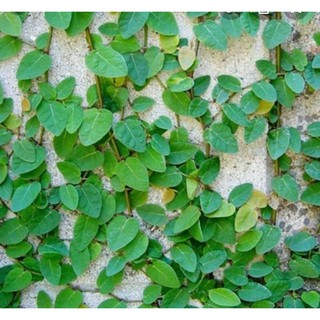 Cây Vảy ốc (Thằn Lằn Bám Tường)
