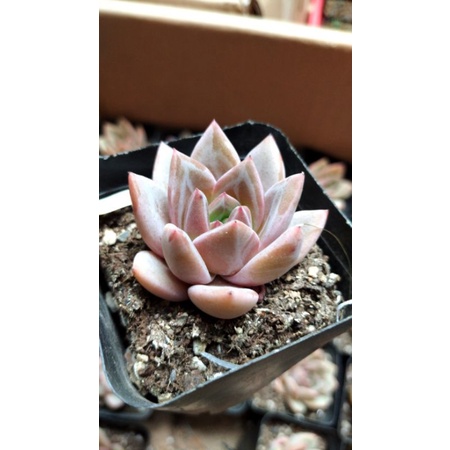 Sen đá Pha lê đỏ/ Pha lê hồng Echeveria Pink Champagn