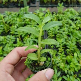 Lan phi điệp chớp Mỹ giống