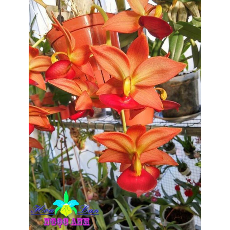 Hoa lan thiên nga size Trung