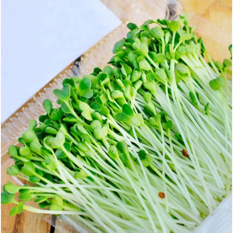 Gói 20g Hạt Giống Cải Mầm Dinh Dưỡng