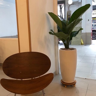 Cây đại Phú gia