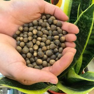 1kg HẠT DẺ RỪNG ĐIỆN BIÊN