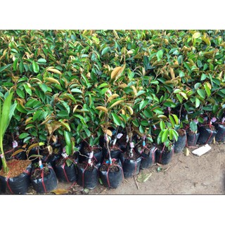 Cây giống vú sữa cao sản