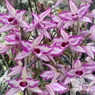 Hoa lan giả hạc, phi điệp chớp Mỹ giống năm 2