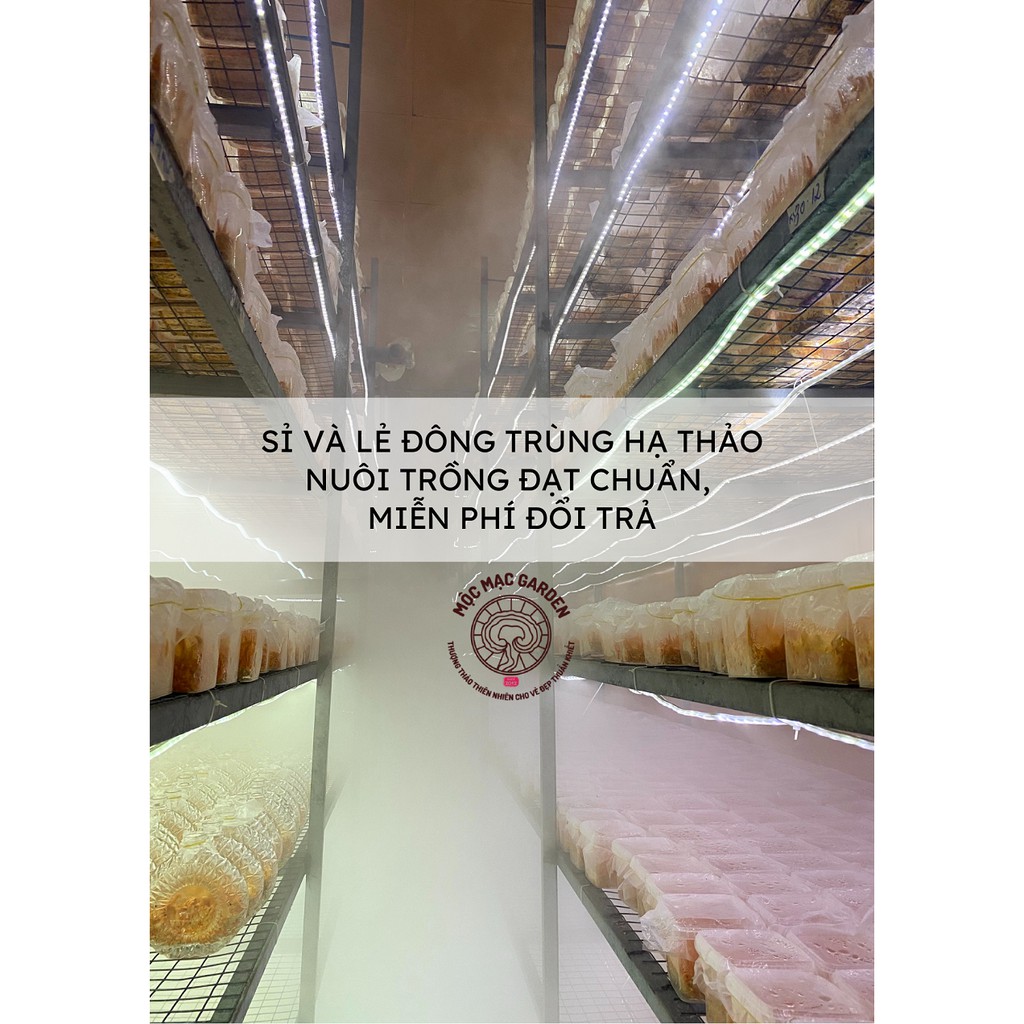 Combo 2 Hộp 25gr Đông trùng hạ thảo sấy thăng hoa MMG Kèm túi giấy | BigBuy360 - bigbuy360.vn