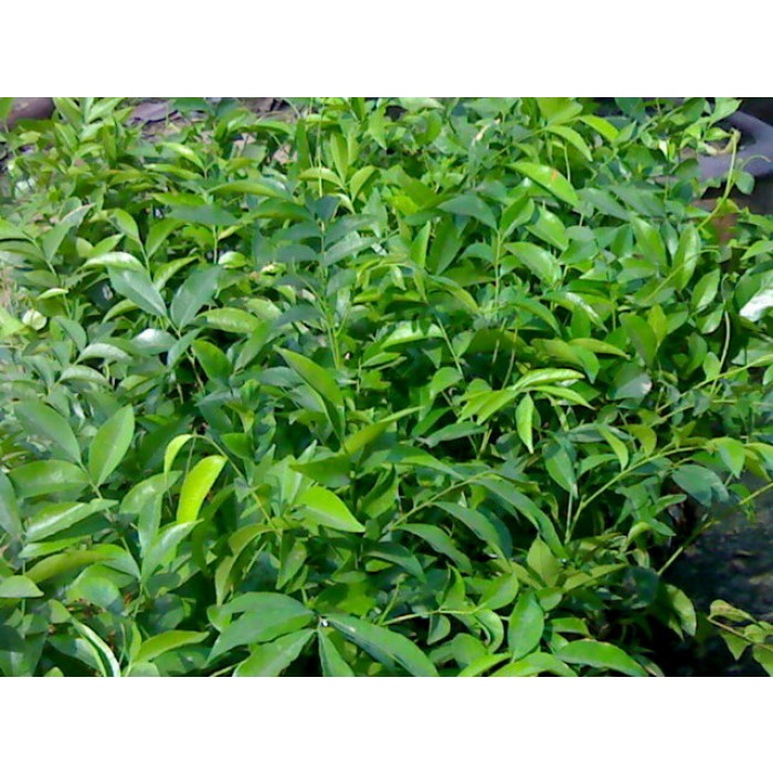 CÂY GIỐNG MẮC MẬT CAO 1M.