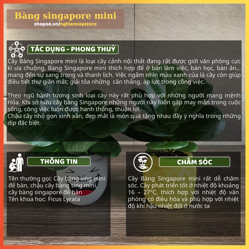 Cây bàng singapore để bàn giảm căng thẳng, lọc không khí