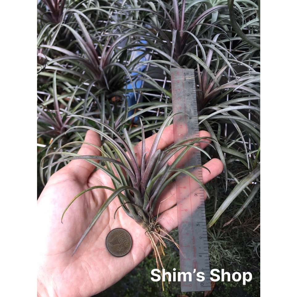 Cây Không Khí Capitata domingensis