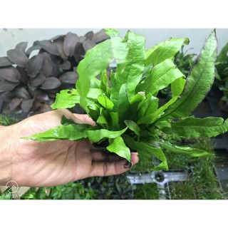 Cây thủy sinh Dương Xỉ Java (Microsorum java)