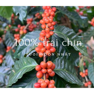 CÀ PHÊ HẢO HẠNG LE PLATEAU