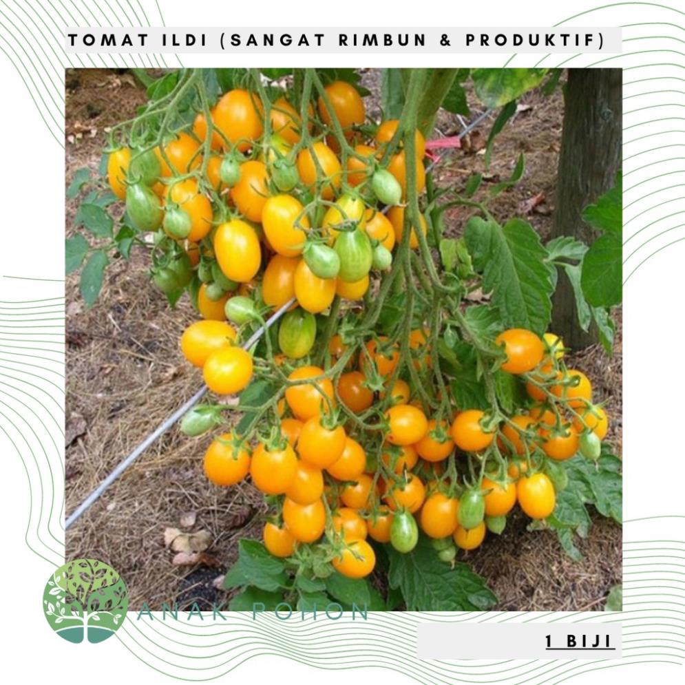 Hạt giống cà chua anh đào vàng Tomato Ildi 20h Hạt giống nhập khẩu