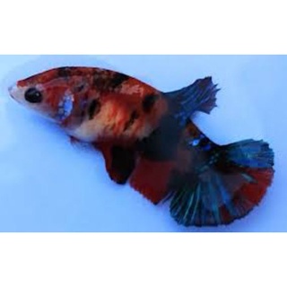 1 Cặp betta koi red galaxy ( 1 trống 1 Mái )