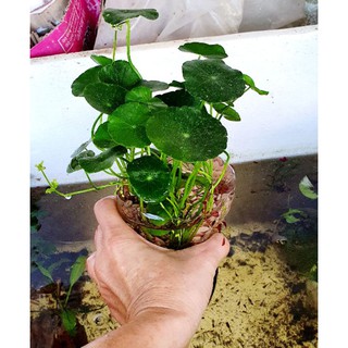 Rau má nước thủy sinh