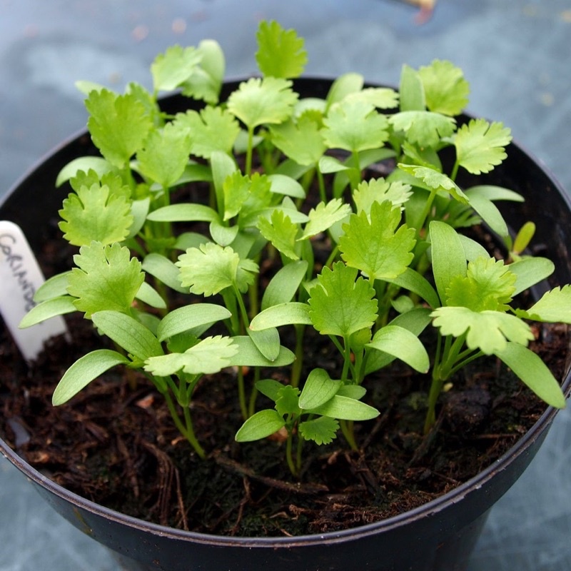 20gr hạt giống ngò rí
