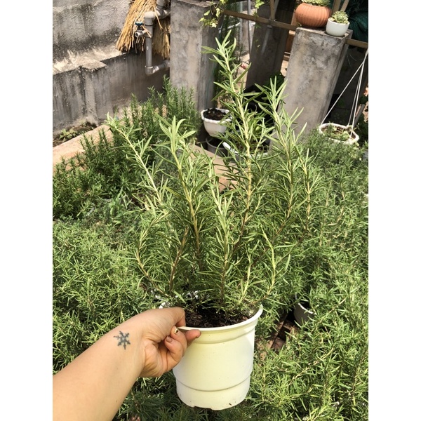 [Hà nội] Cây hương thảo rosemary size nhỏ 3 gốc 1 chậu (Có kèm hướng dẫn chăm sóc)