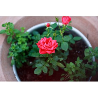 Hạt giống hoa hồng tỷ muội