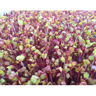 Hạt giống rau mầm củ cải đỏ - 100gr