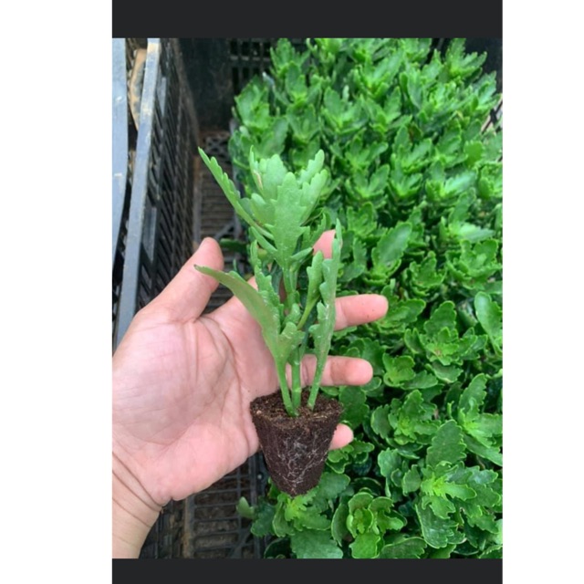 10 cây bỏng giống