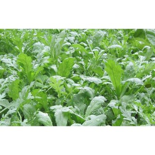 HẠT GIỐNG RAU CẢI CÚC NẾP .