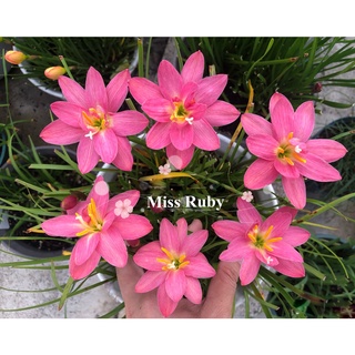 Củ huệ mưa kép hồng ngoại Miss Ruby