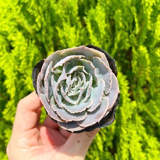 Sen đá bắp cải hàn 5-7cm