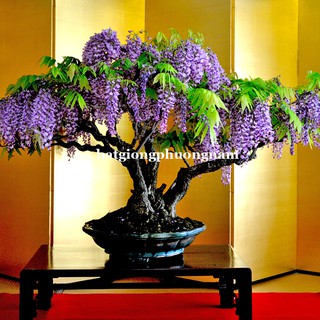 5 Gram - Hạt Giống Hoa Tử Đằng Phương Nam