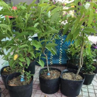 Cây hoa hoàng Lan hoa rất thơm , cây đẹp, giống chuẩn