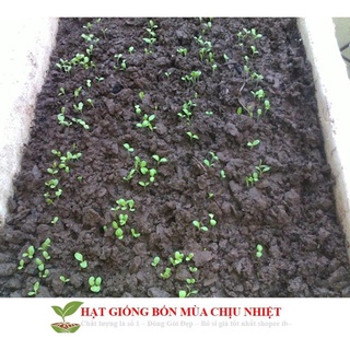 Giống Rau Xà lách mỡ