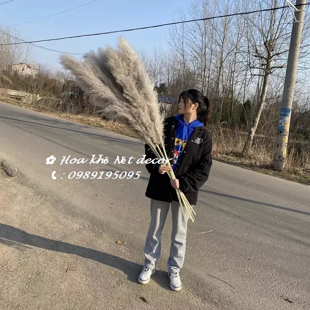 Cành lau xù tự nhiên Cành lau to decor Pampas grass