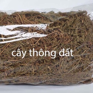 1 kg Cây thông đất kho chuẩn xịn